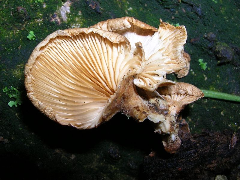 Panellus patellaris     (Fr.)      Konrad & Maubl